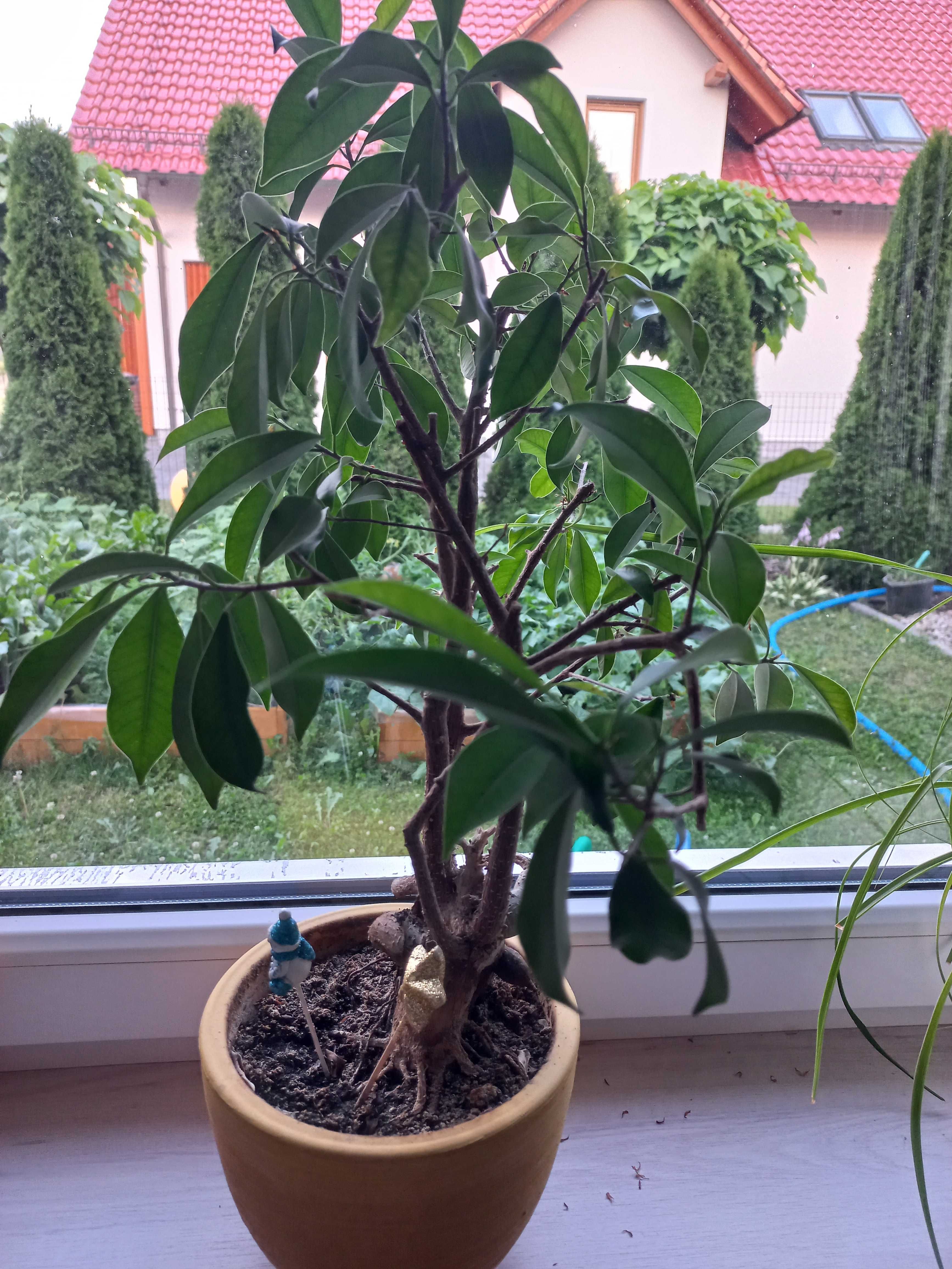 Kwiatek, bonsai fikus