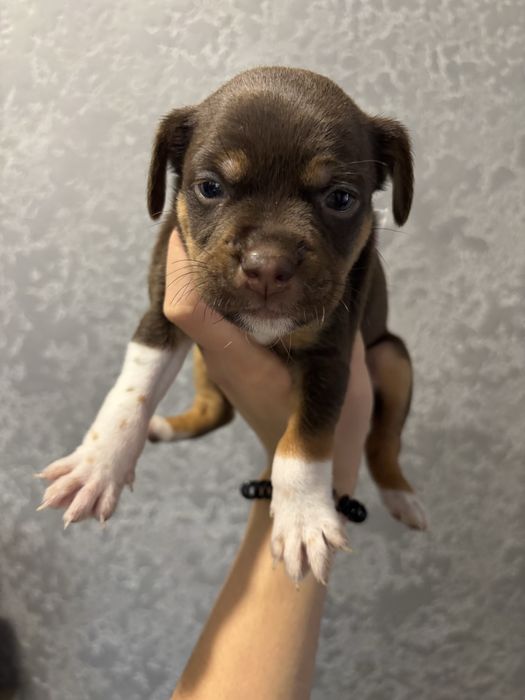 Цеценя від французького бульдога