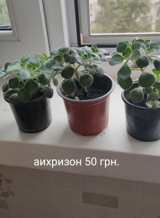 Комнатные цветы аихризон,  гибискус