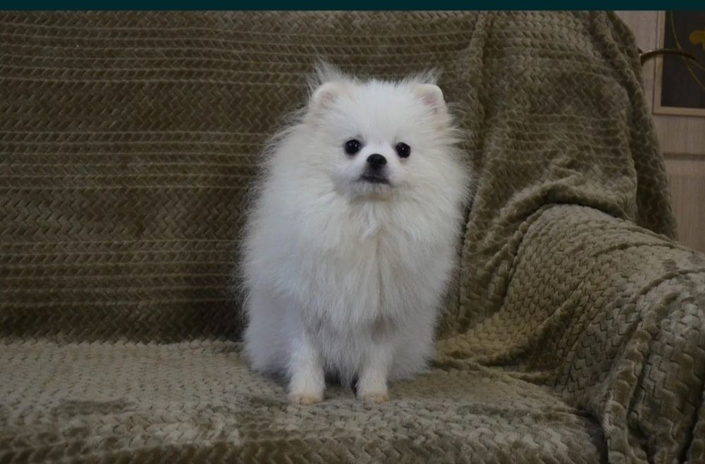 Chłopak. Pomeranian. Biały color
