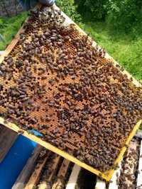 продам пчелосемьи