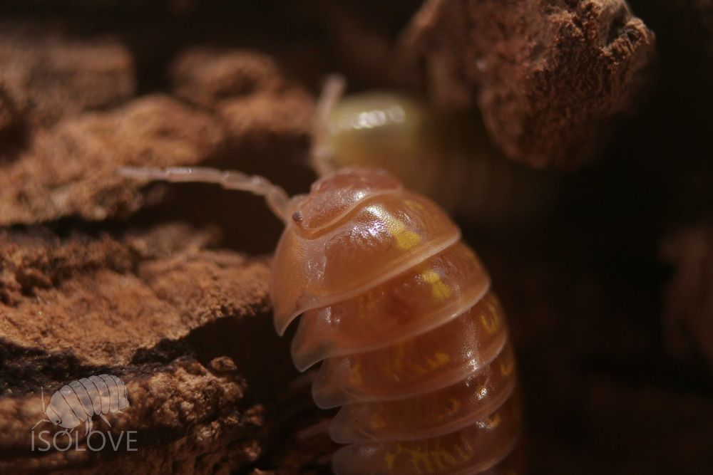 Armadillidium vulgare "albino t+", równonogi, isopoda, prosionki