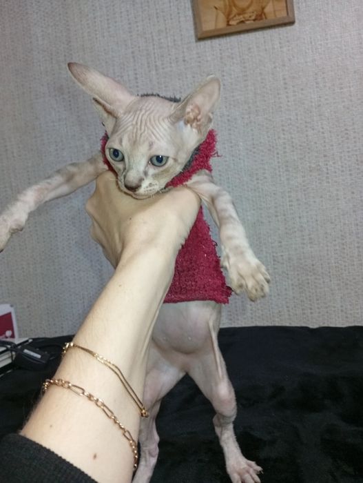 Канадськие сфинкси