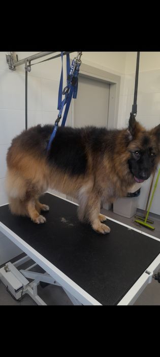 Pielęgnacja strzyżenia psów i kotów