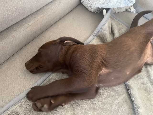 Szczeniak Labrador "Gotowy do odbioru"