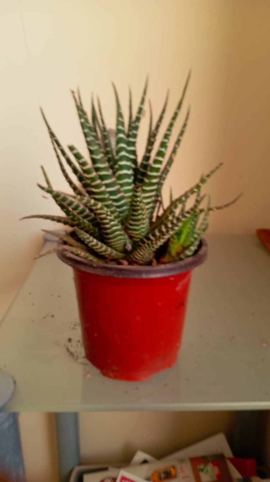 Plantas diversas