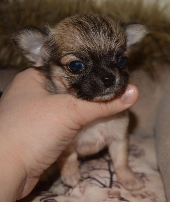 Мини мвлыши Чихуауа