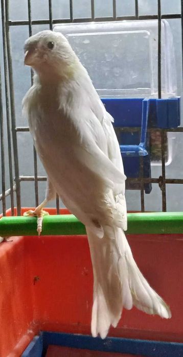 Kanarek rosyjski  biały