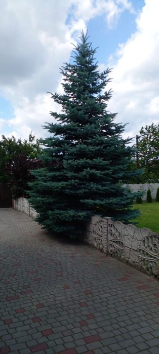 Продам ялинку голубу