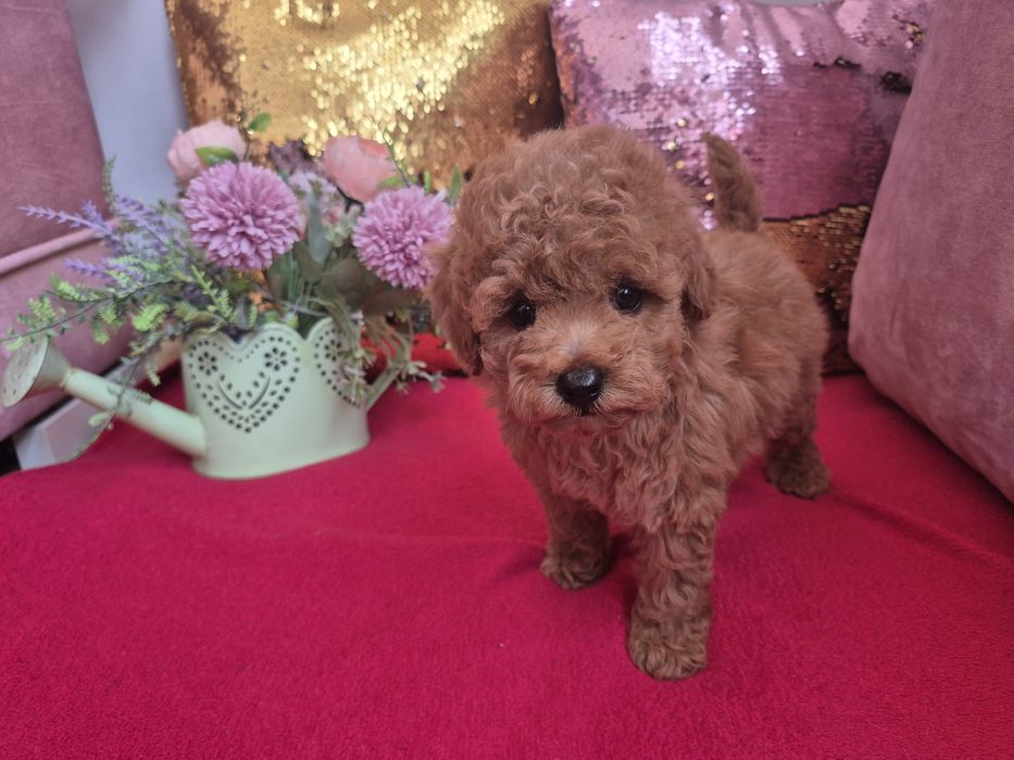 Toy Pudel. Dziewczinka. Red Brown