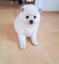 Szczeniak Szpic Miniaturowy Biały Pomeranian