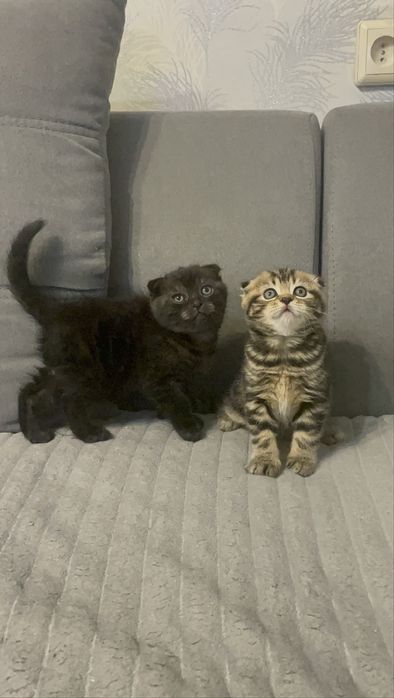 Чистокровні шотландські котята