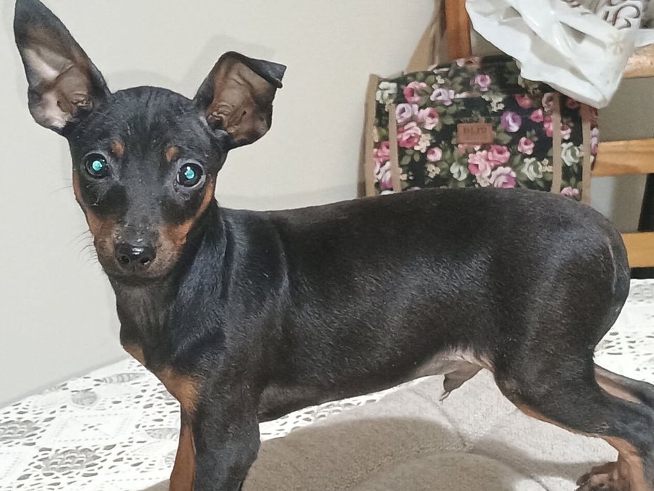 Sprzedam pieska pinczer miniaturowy