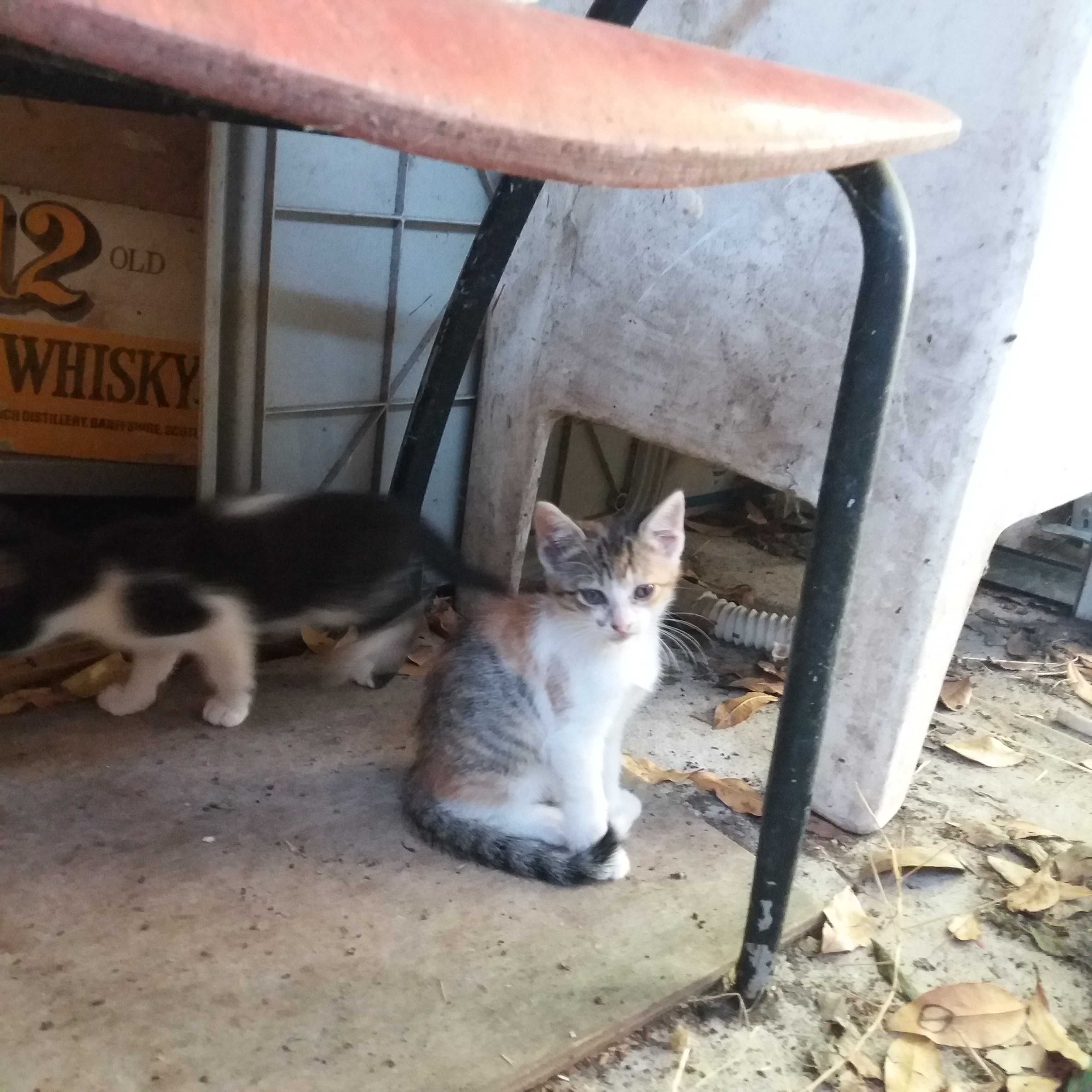 Dou gatinhos com 2 meses entrego em Leiria