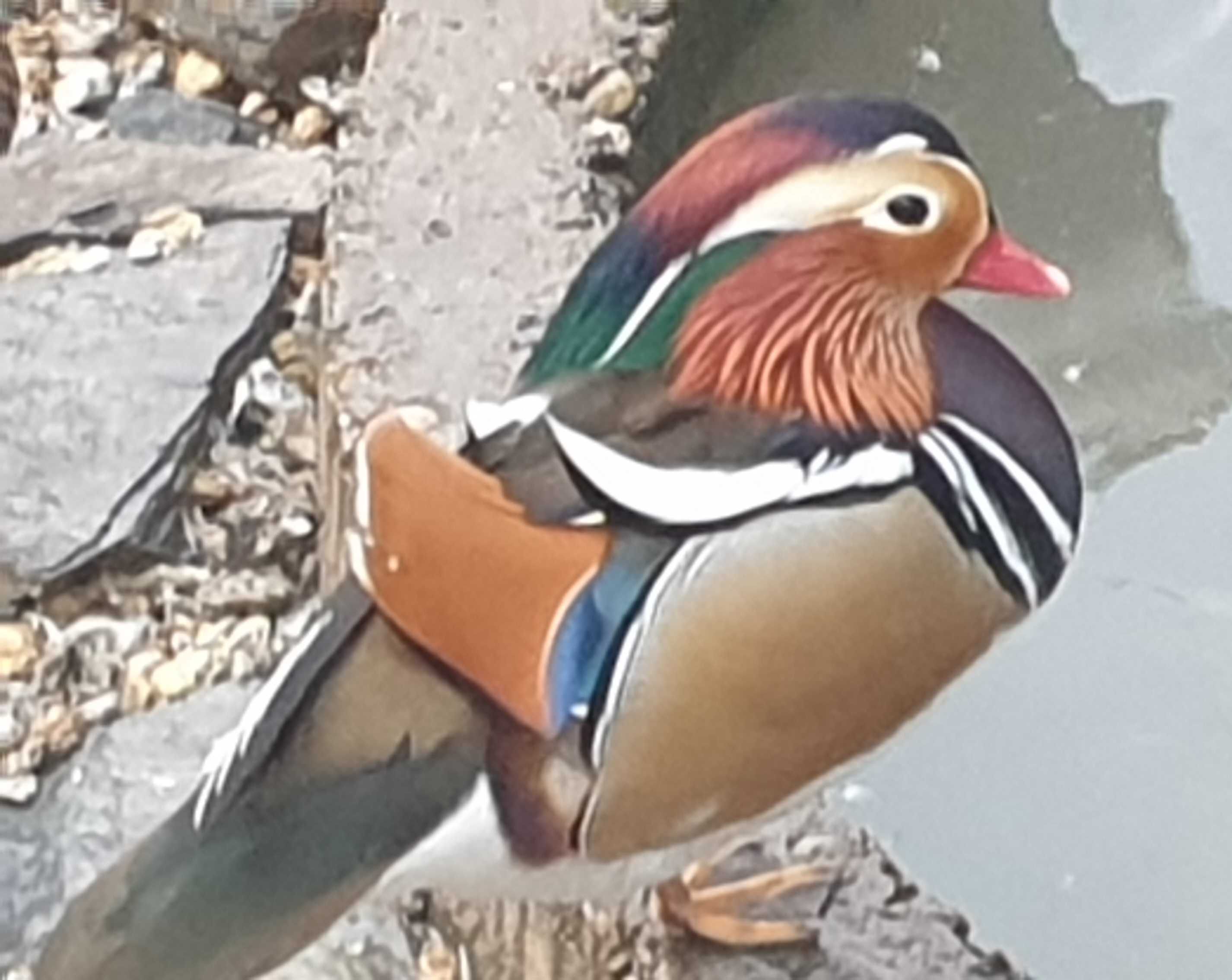 Patos galinhas perus gansos