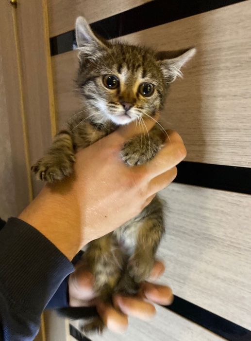 Котята( в хорошие руки)