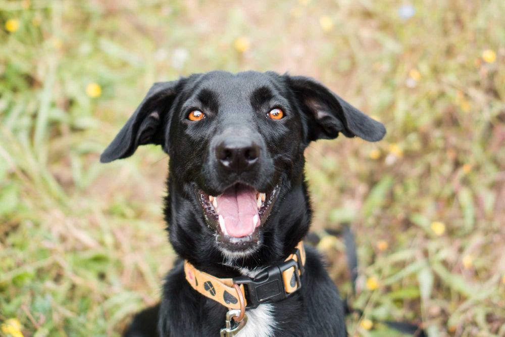 1,5 roczna Kamala do adopcji!