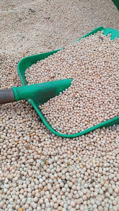 Sprzedam groch tegoroczny