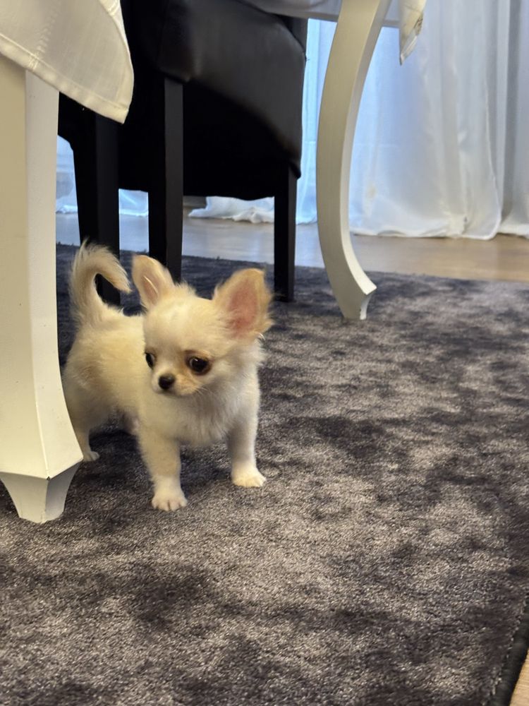 Chihuahua piesek dlugowłosy po ZWYCIEZCACH ŚWIATA