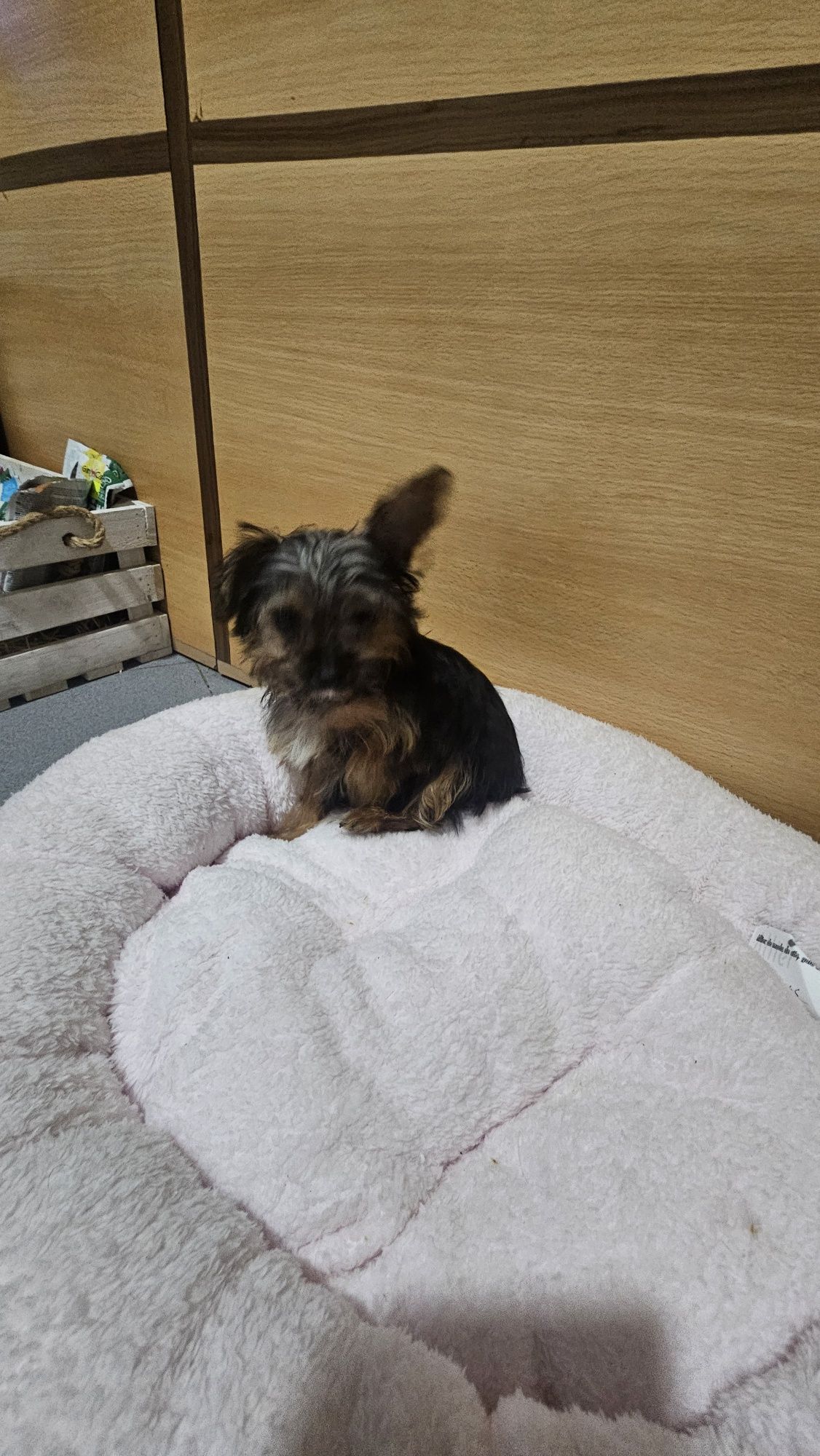 Yorkhire terrier Mini fêmea