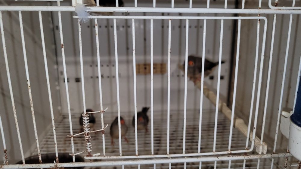 Zeberki, samce I samice