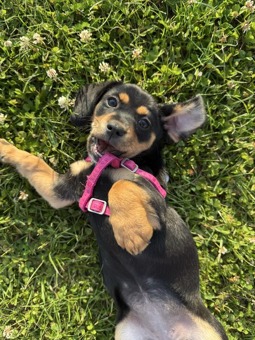 Pieciomiesięczna suczka Wiesia szuka kochającego domu jamnik