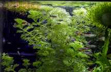 Piękna pierzasta Limnophila sessiliflora łatwa roślina na start