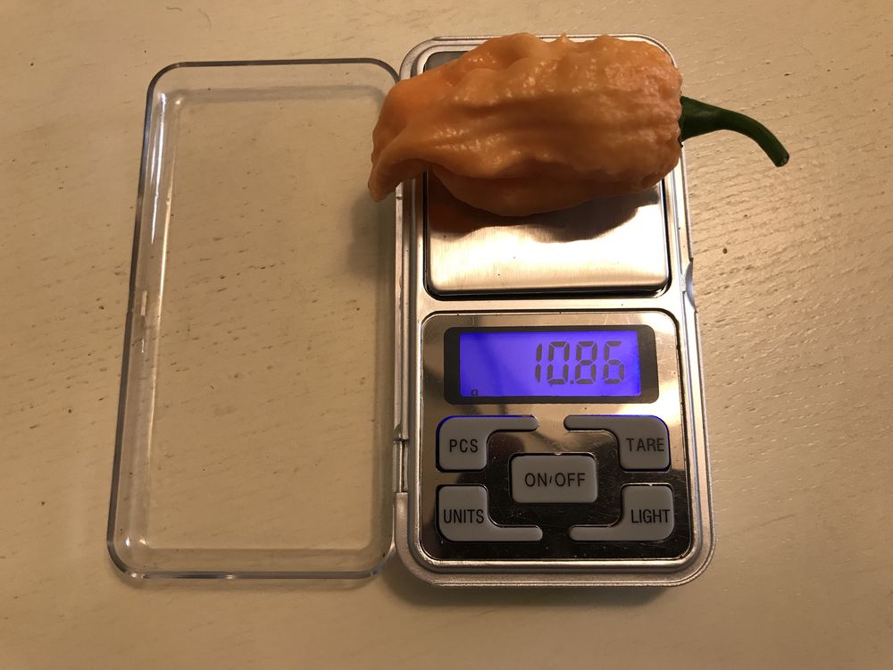 Семена супер острого перца Carolina Reaper,Bhut Jolokia.