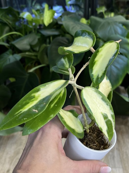 Hoya Acuta variegata