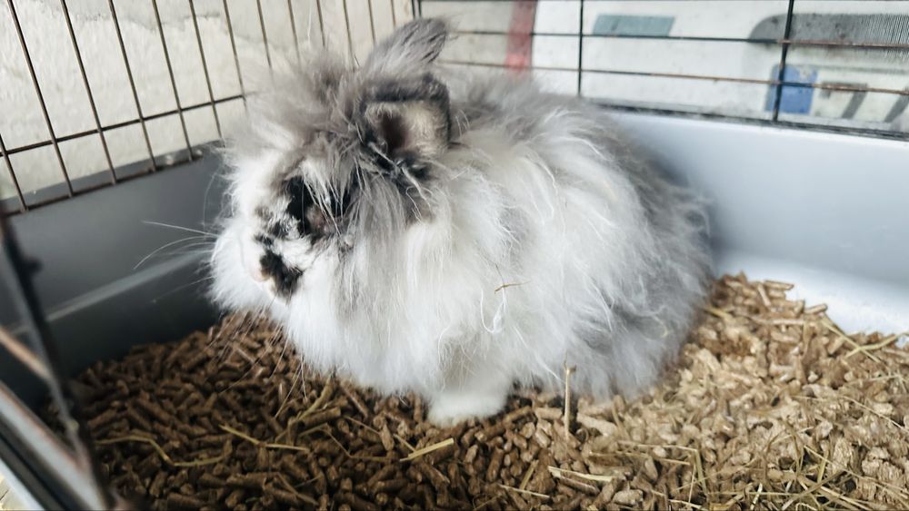 Adopcao de coelho de 1 ano e meio