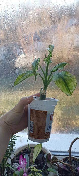 Кімнатні рослини