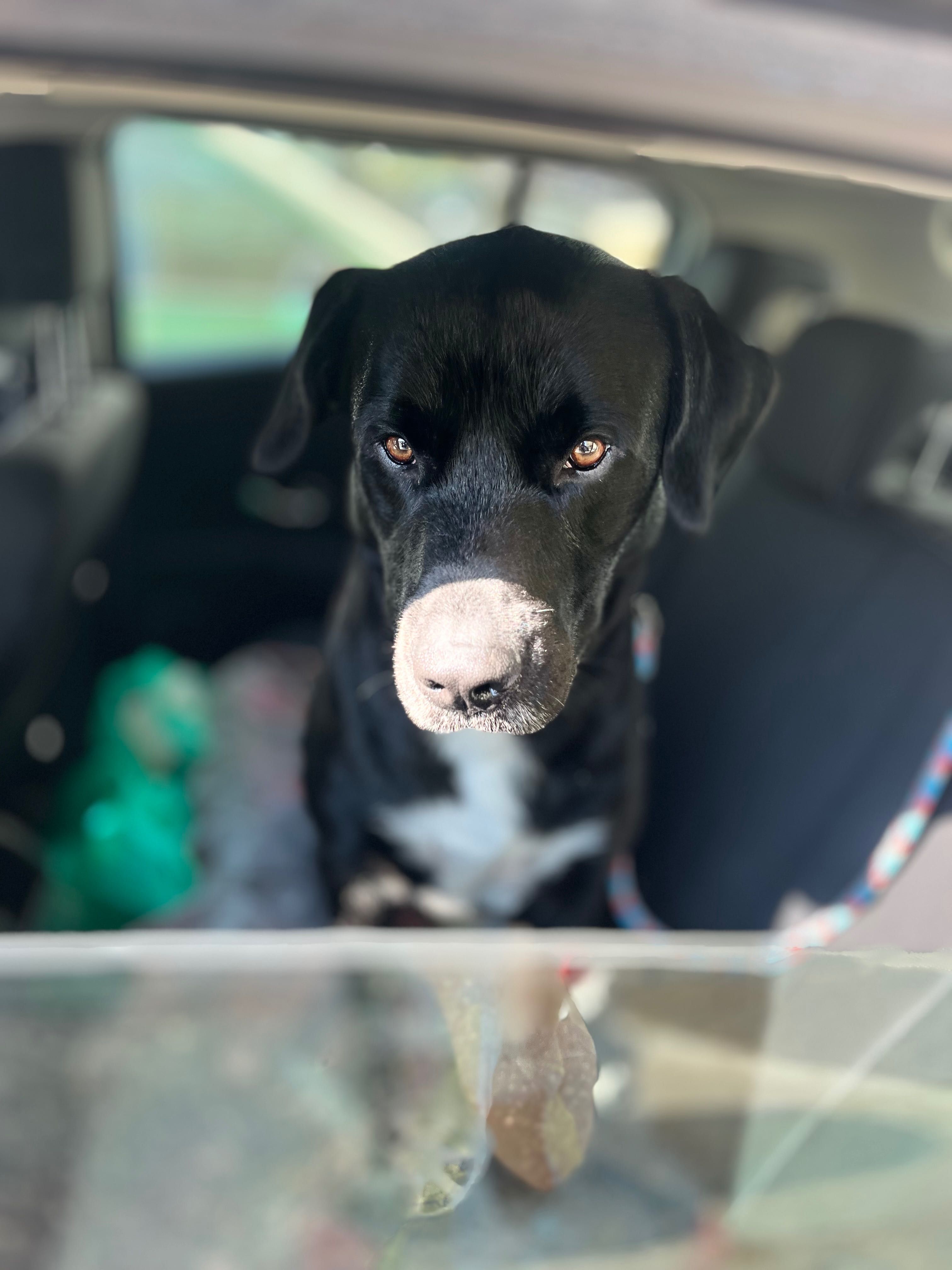 Adoção urgente Cruzado de labrador com dálmata