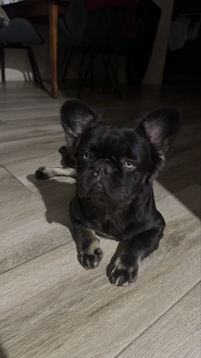 флаффі французький бульдог