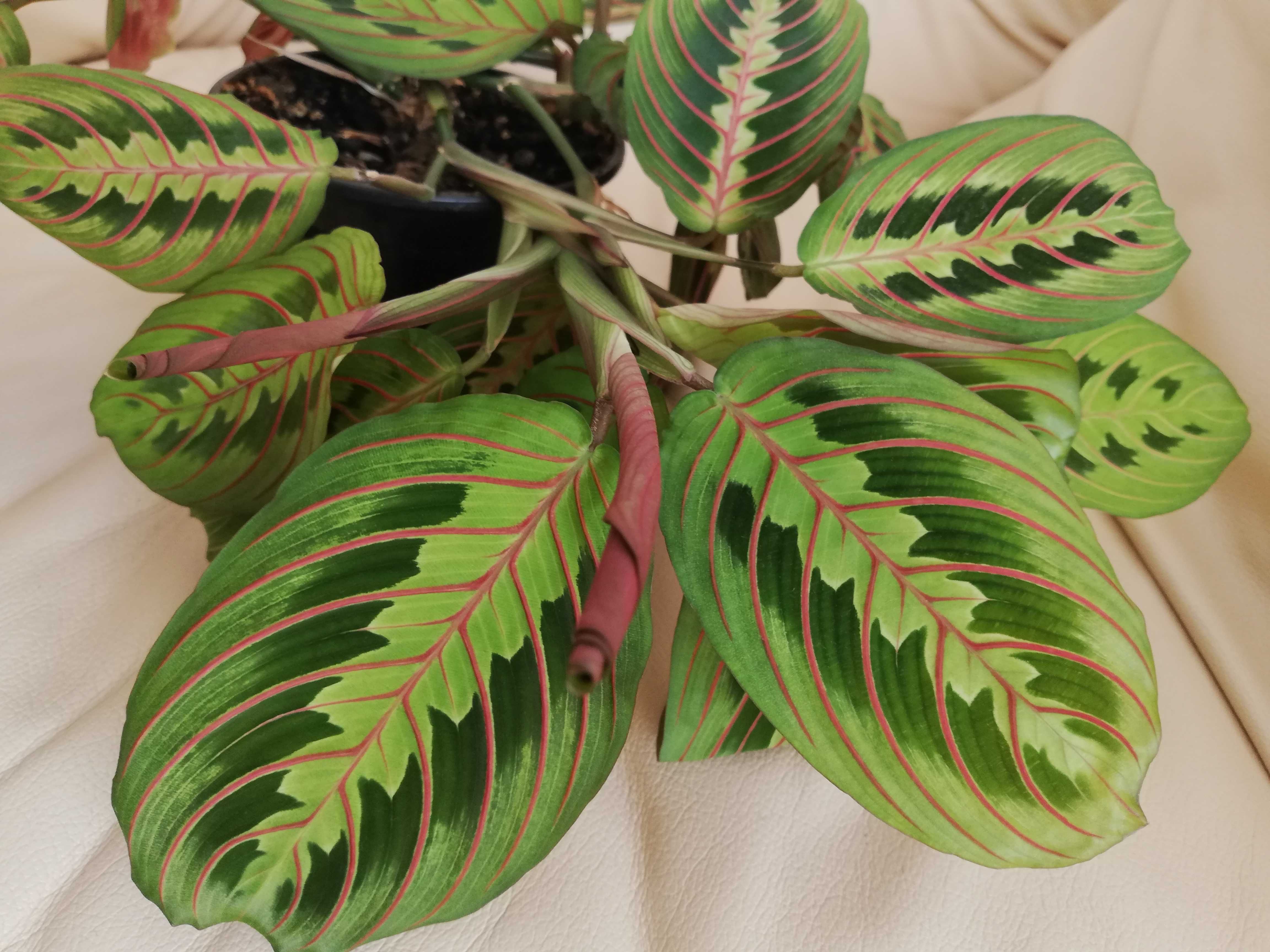 Maranta Leuconeura Fascinator Tricolor - dorosła roślina