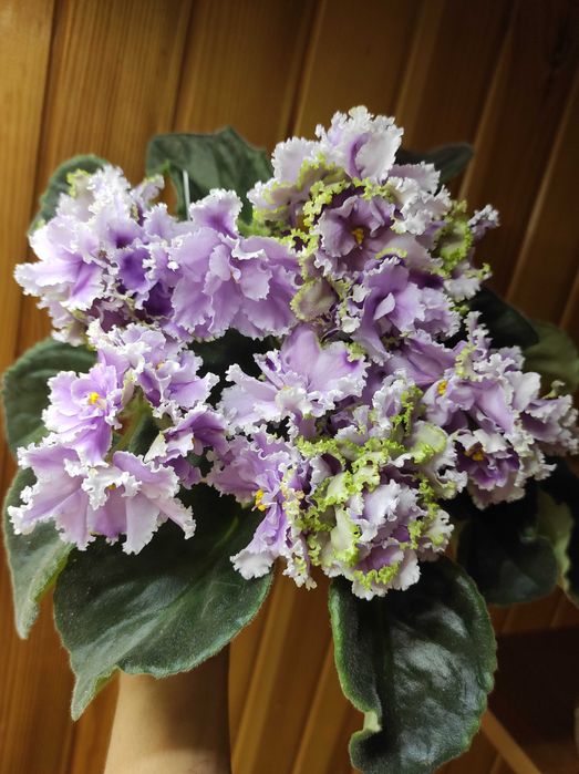 Дітки сортових фіалок, стартери, листочки