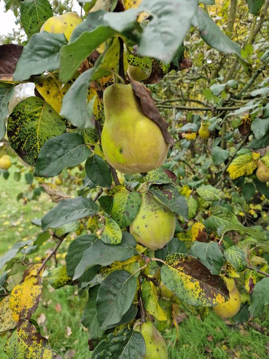 Pigwa ekologiczna nalewka sok dżemy