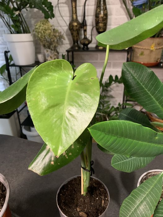 Комнатные цветы