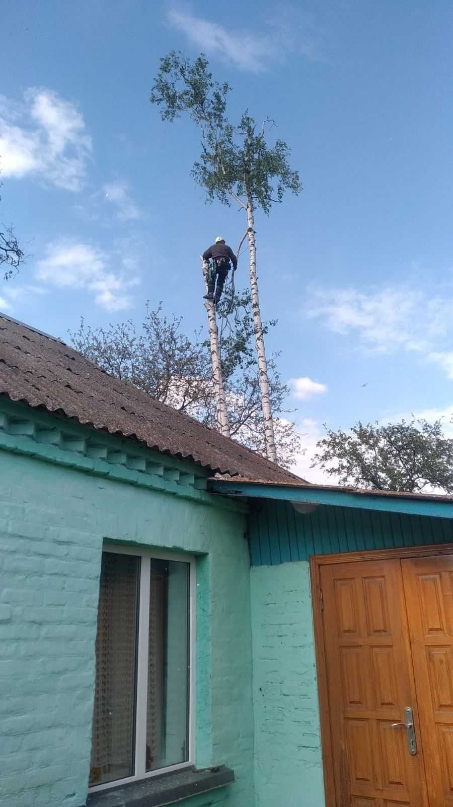 Обрізка, видалення та спил дерев Київ
