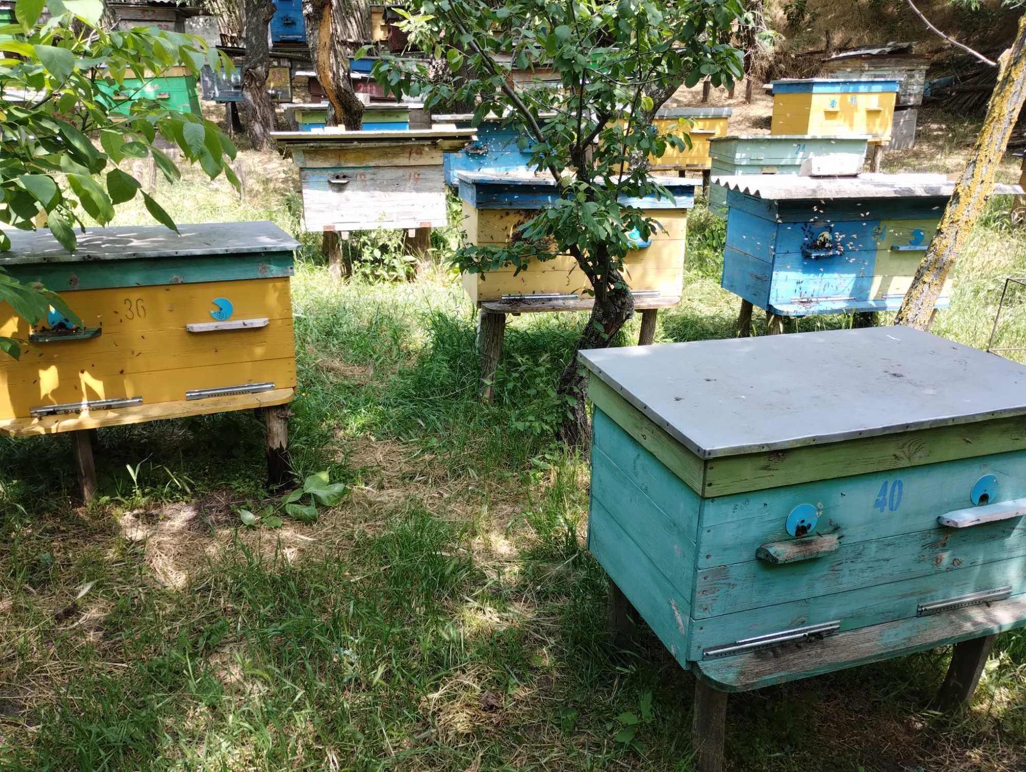 Продам бджолосімї з вуликами