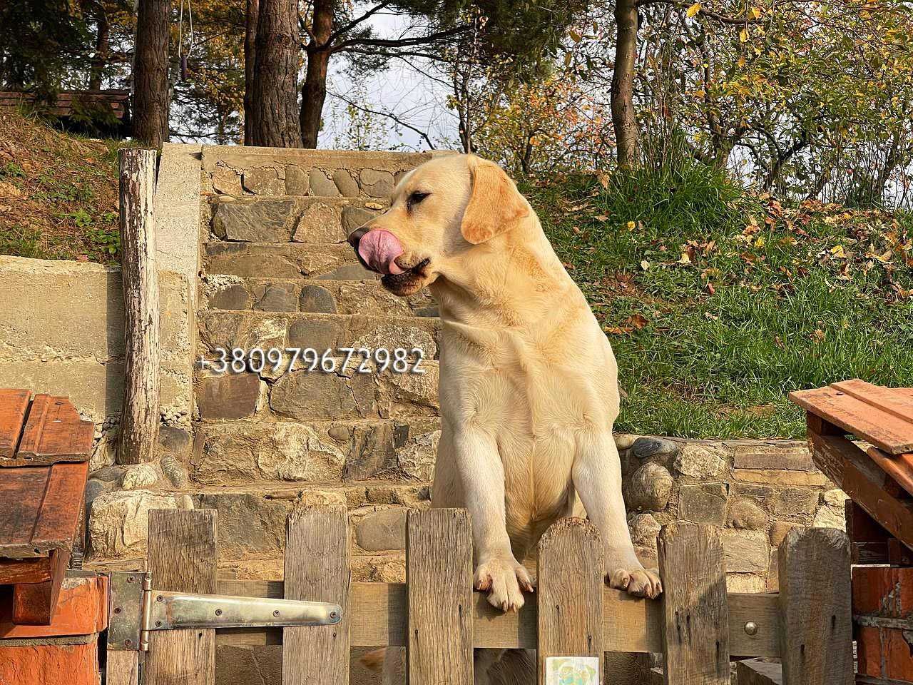 Лабрадор Ретрівер Золотистий, в"язка. Labrador Retriever