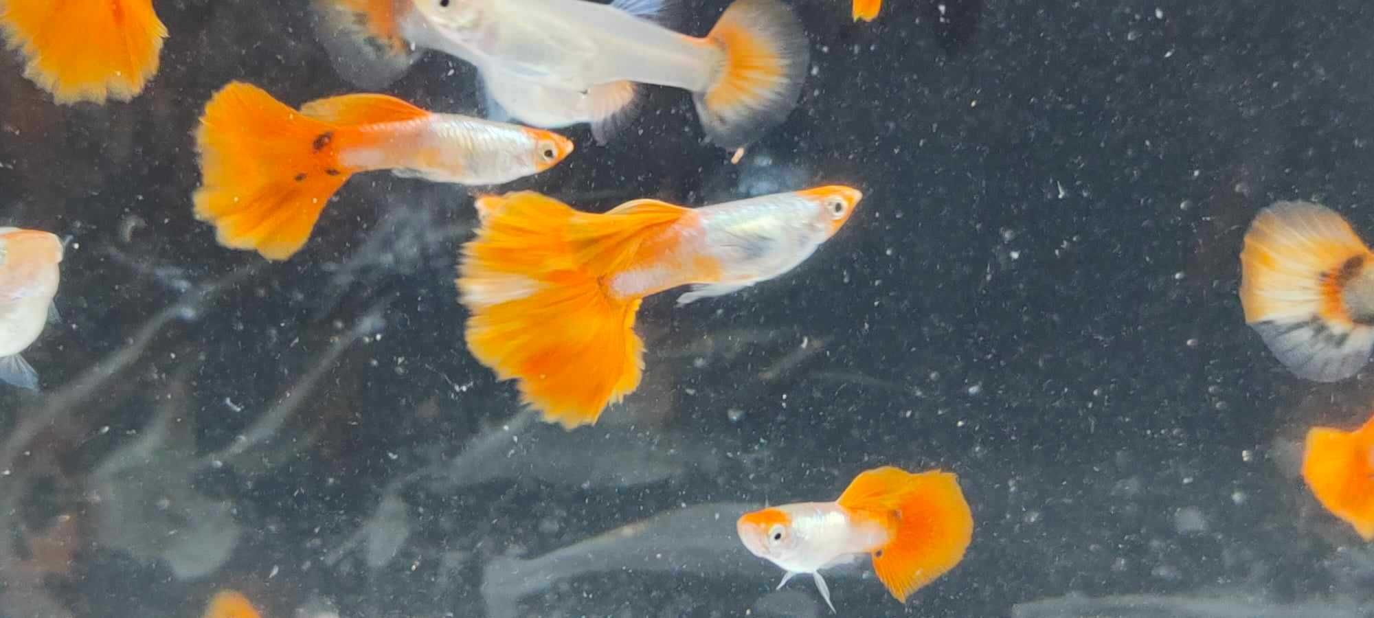 Gupik , gupiki koi platinum red tail