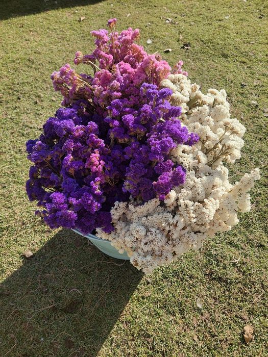 Sprzedam zatrwian kolorowy suszony