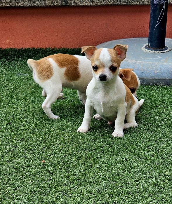 Chihuahua macho pequenino
