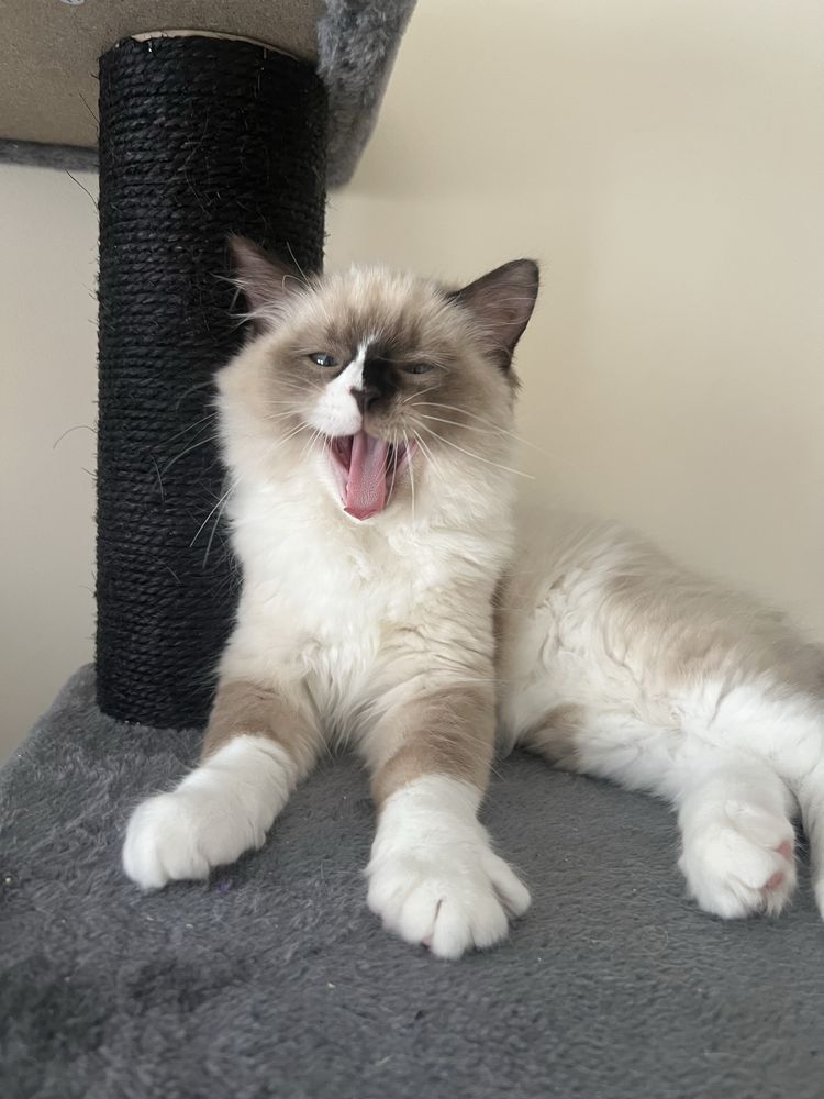 Ragdoll kocurek , rodowod FPL.