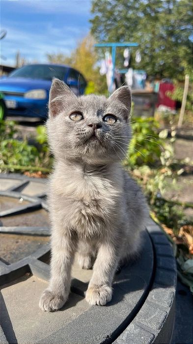 Отдам_ кошки_ котята_ пелагея