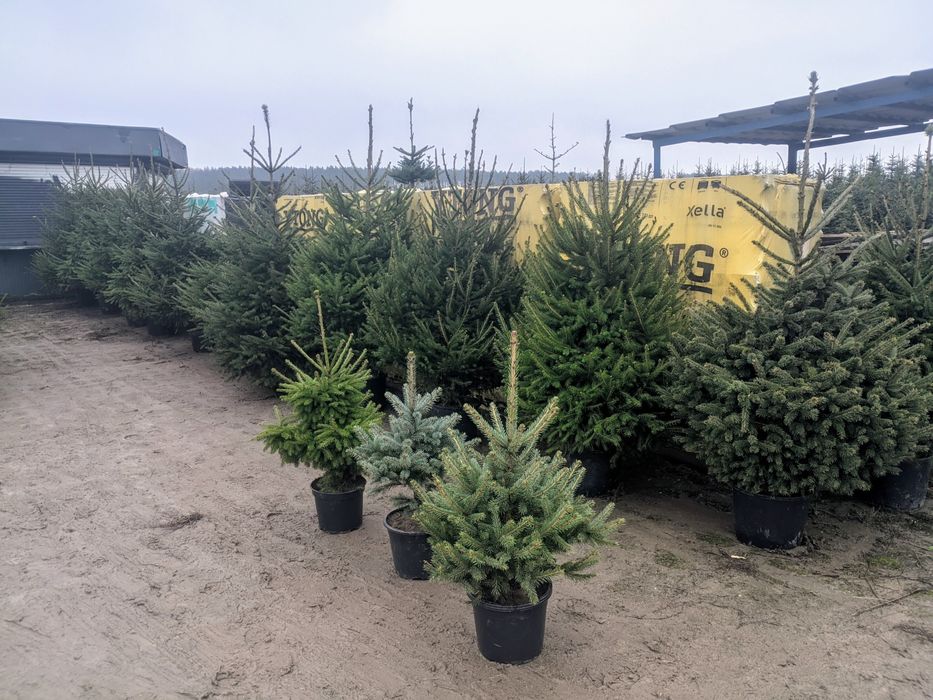 Choinka w donicy, choinka z korzeniami Świerk srebrny Jodła kaukaska