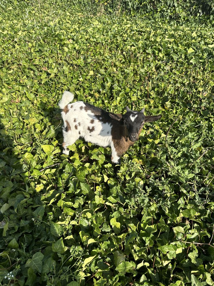 Cabrito Anão Tricolor com 2 meses