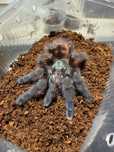 Caribena versicolor samica 3dc
