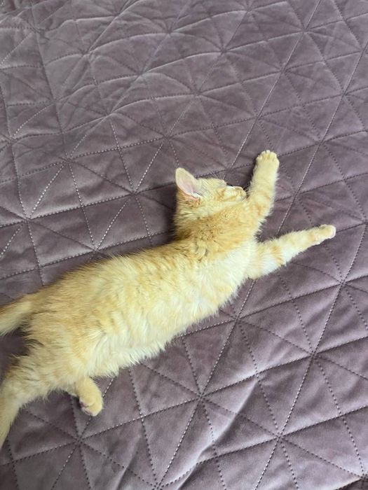 Котик (хлопчик) руденький