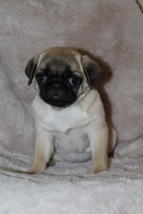 Бомбезні мопсюлі